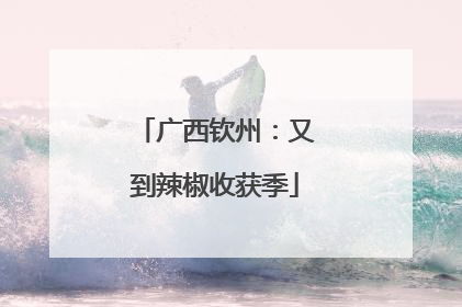 广西钦州：又到辣椒收获季
